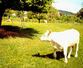 photo_vieeconomique_jacky_kuntz photo_vieeconomique_jacky_kuntz